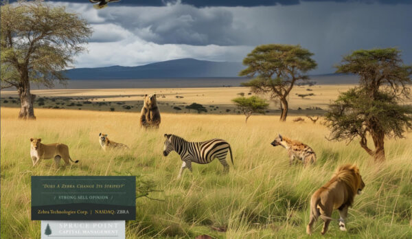 zebra